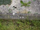 image of grave number 949676